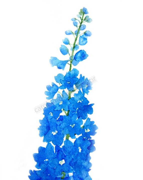 Detail Delphinium Drawing Nomer 16