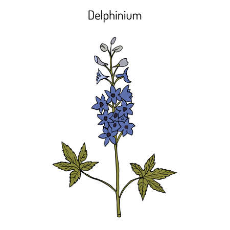 Detail Delphinium Drawing Nomer 18