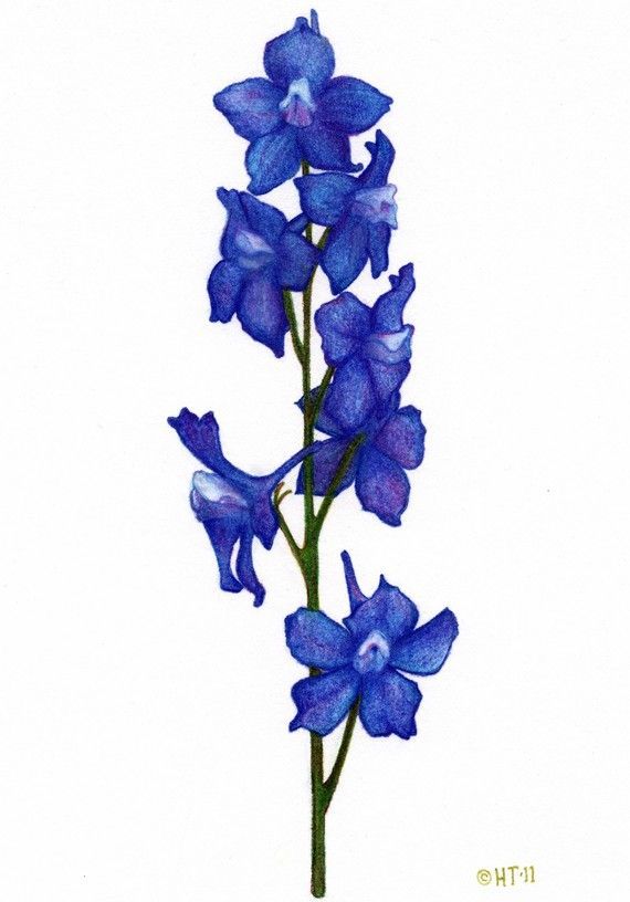 Detail Delphinium Drawing Nomer 2