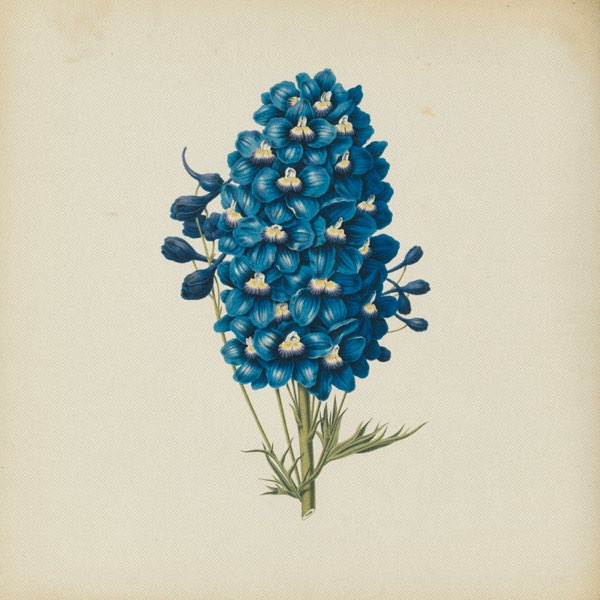Detail Delphinium Drawing Nomer 24