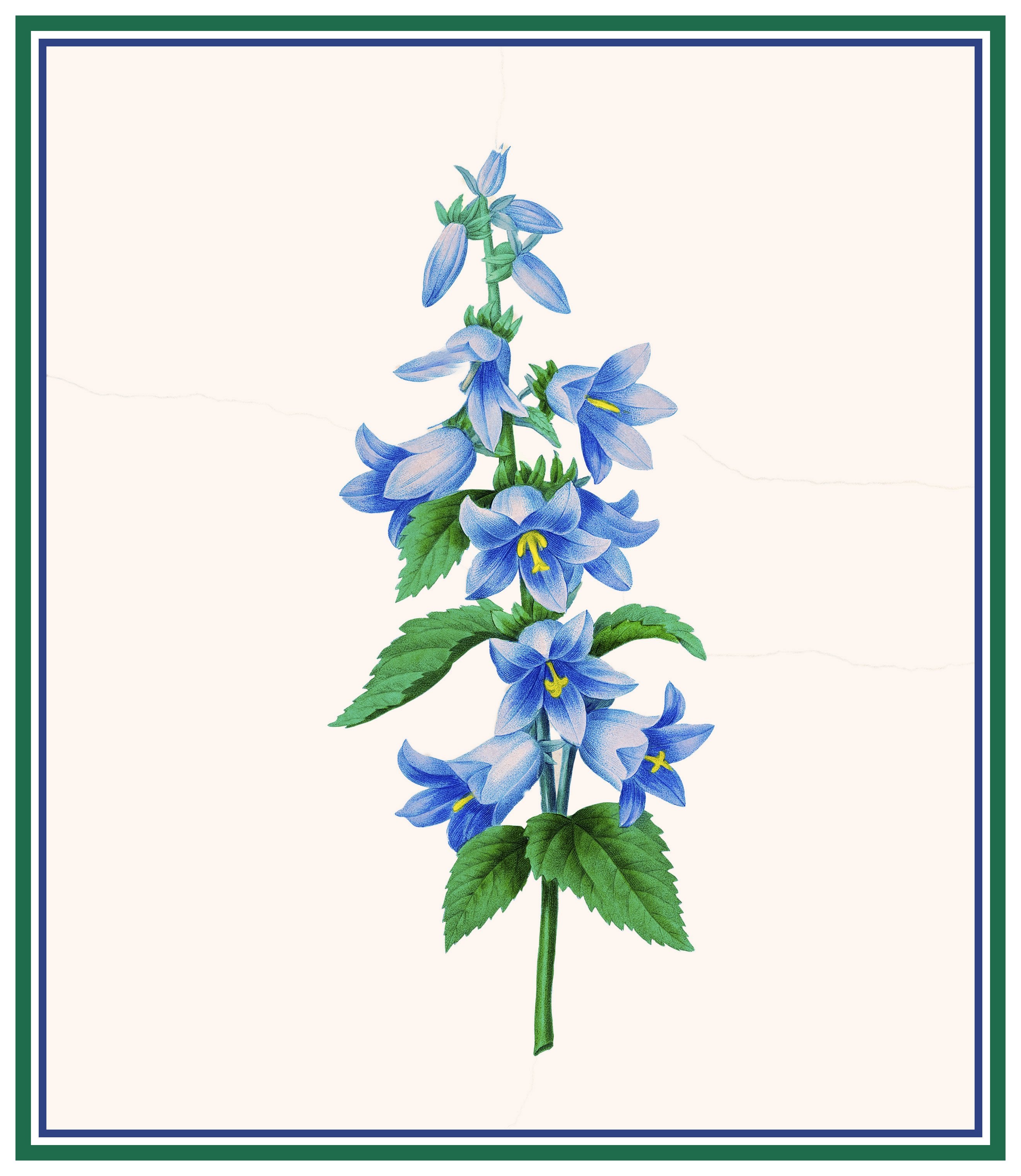 Detail Delphinium Drawing Nomer 26