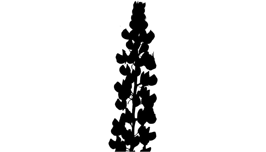 Detail Delphinium Drawing Nomer 27
