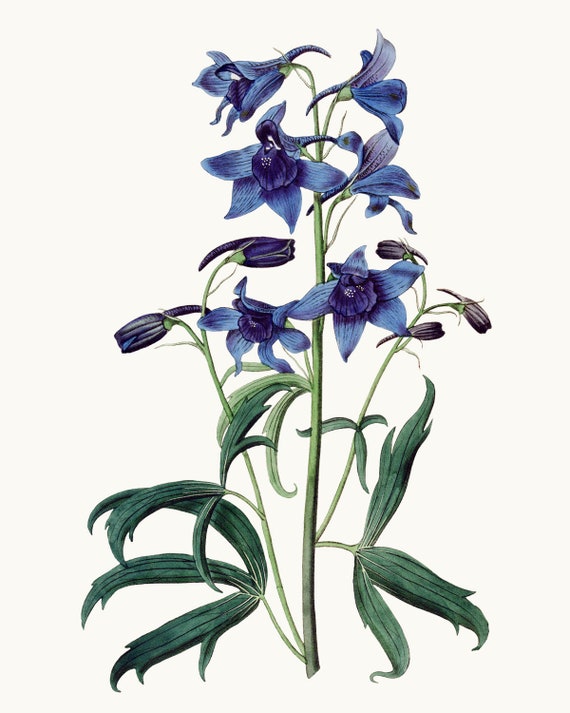 Detail Delphinium Drawing Nomer 3