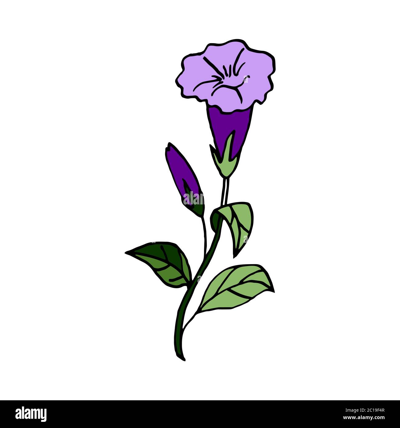 Detail Delphinium Drawing Nomer 29