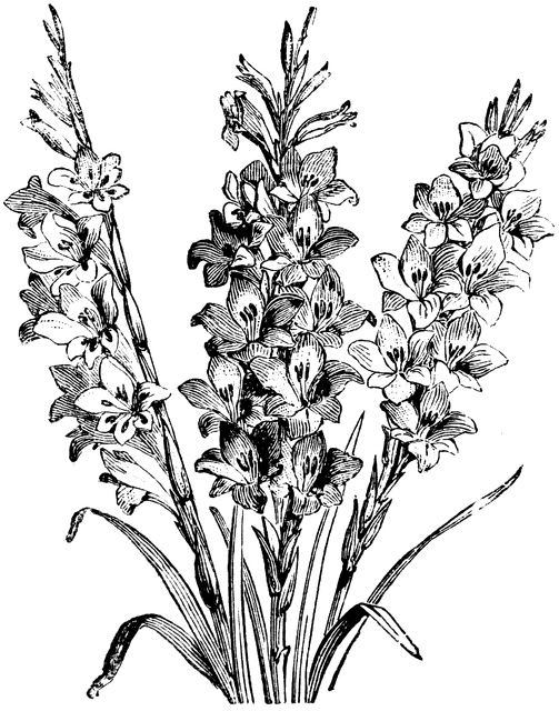 Detail Delphinium Drawing Nomer 5