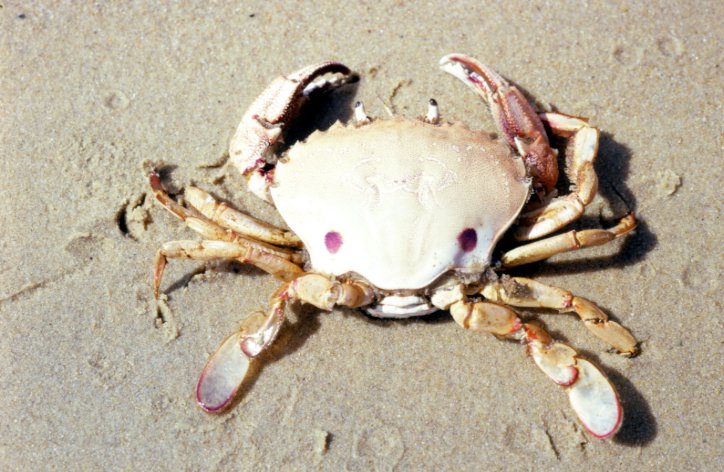 Detail Gambar Crab Nomer 16