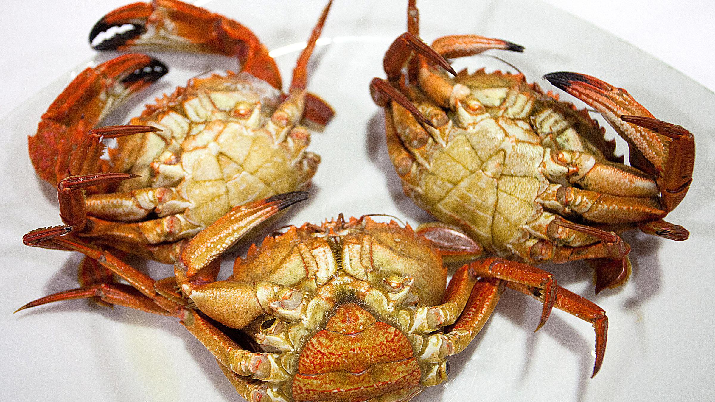 Detail Gambar Crab Nomer 21