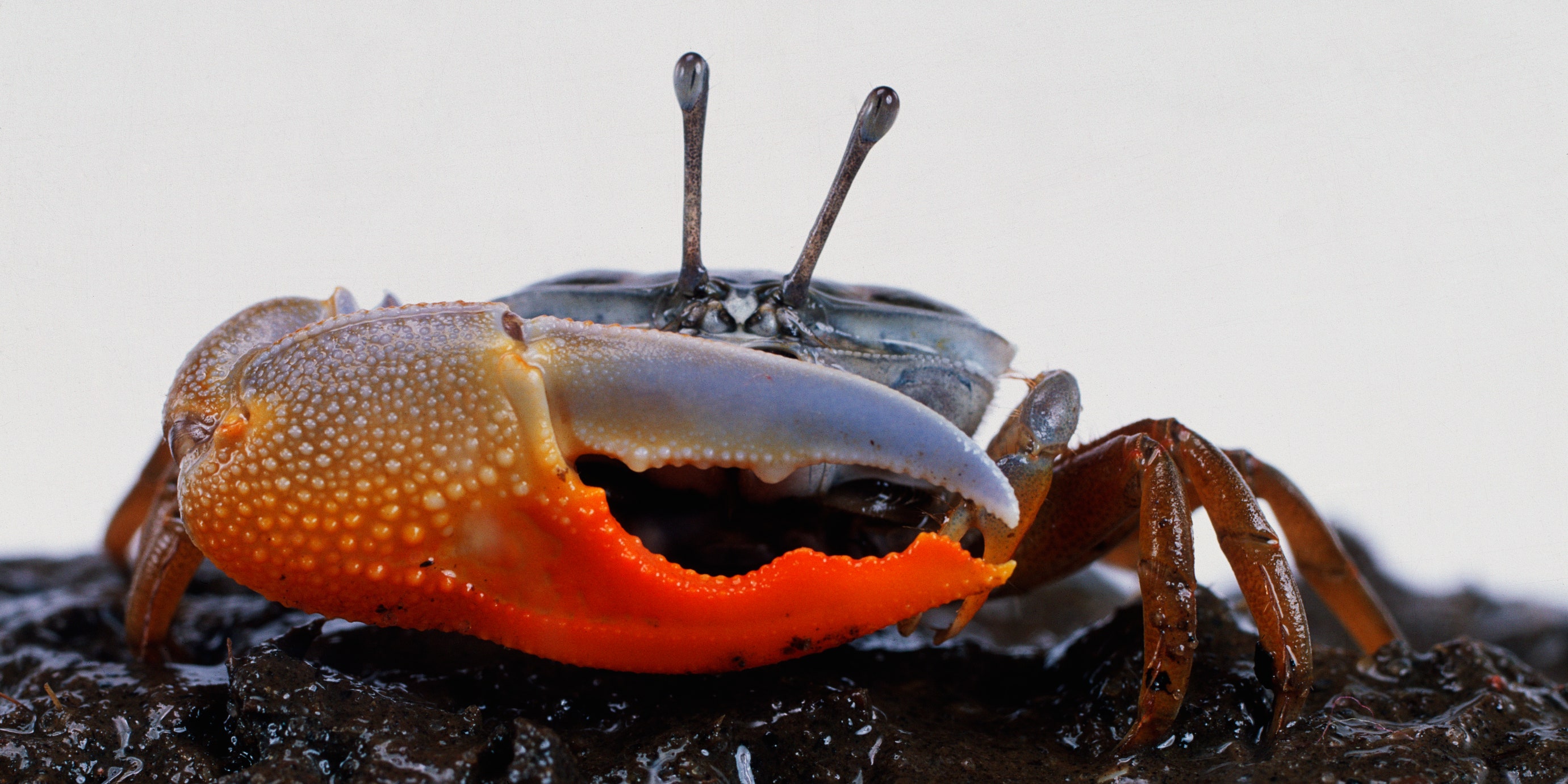 Detail Gambar Crab Nomer 28