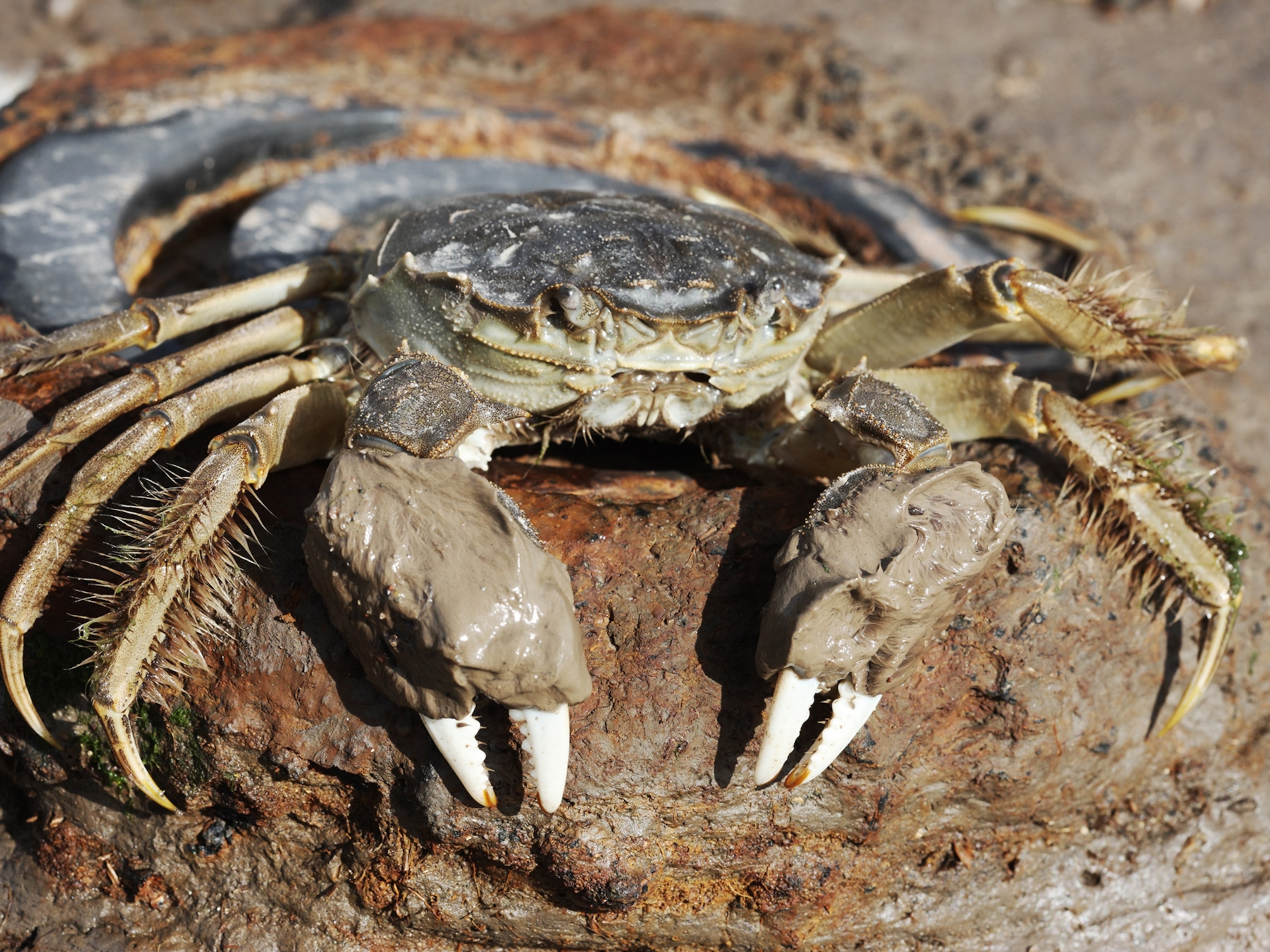 Detail Gambar Crab Nomer 35