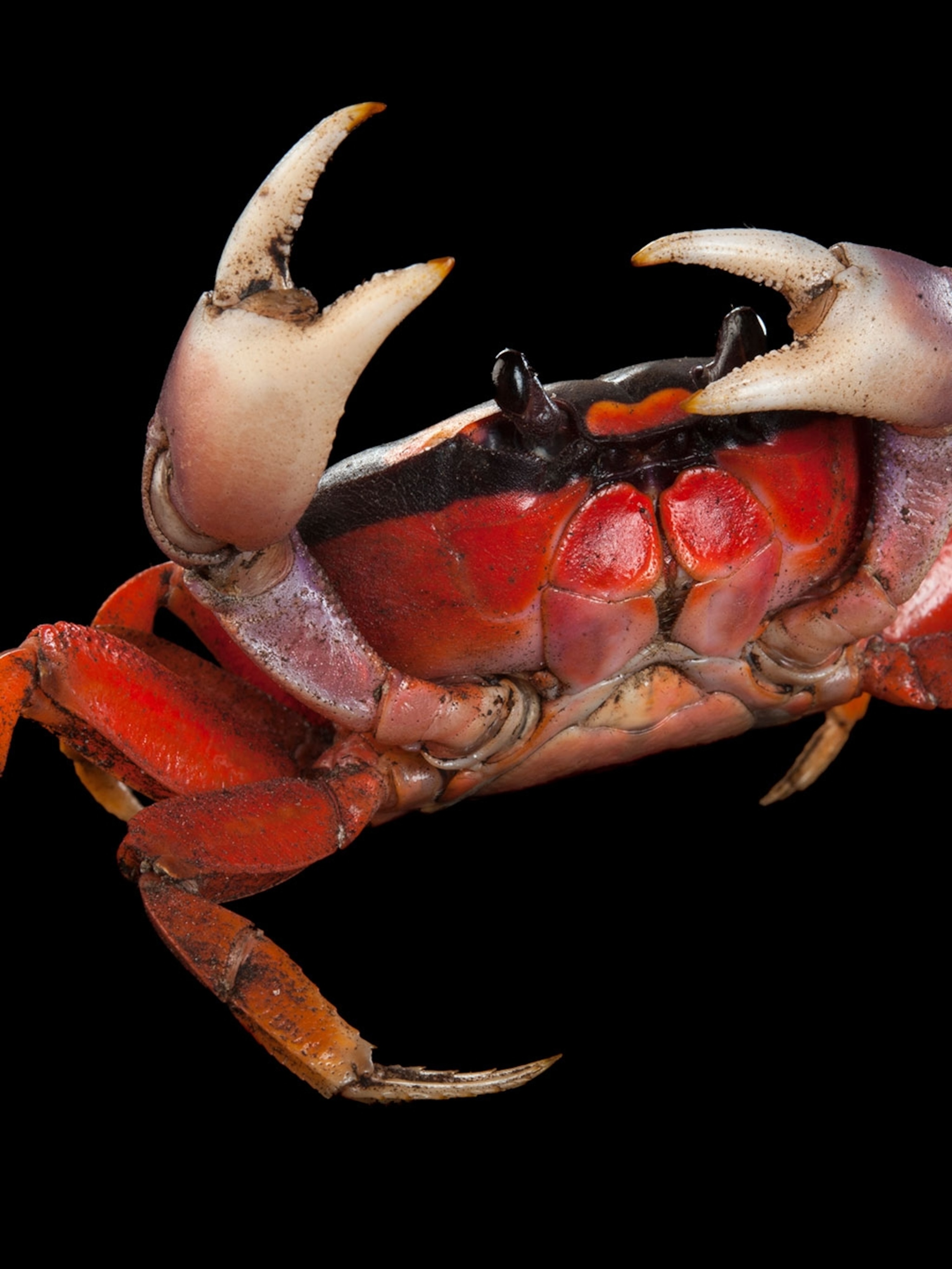 Detail Gambar Crab Nomer 53