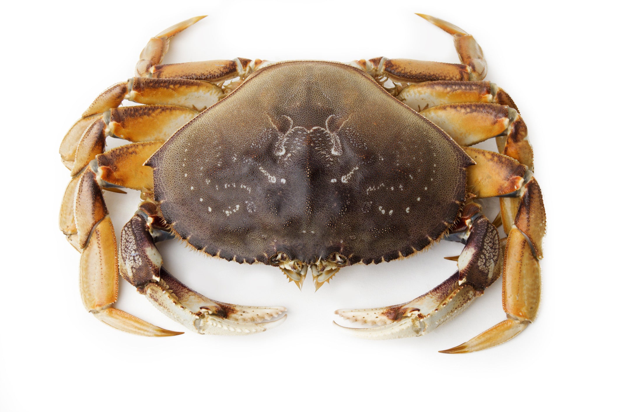 Detail Gambar Crab Nomer 8