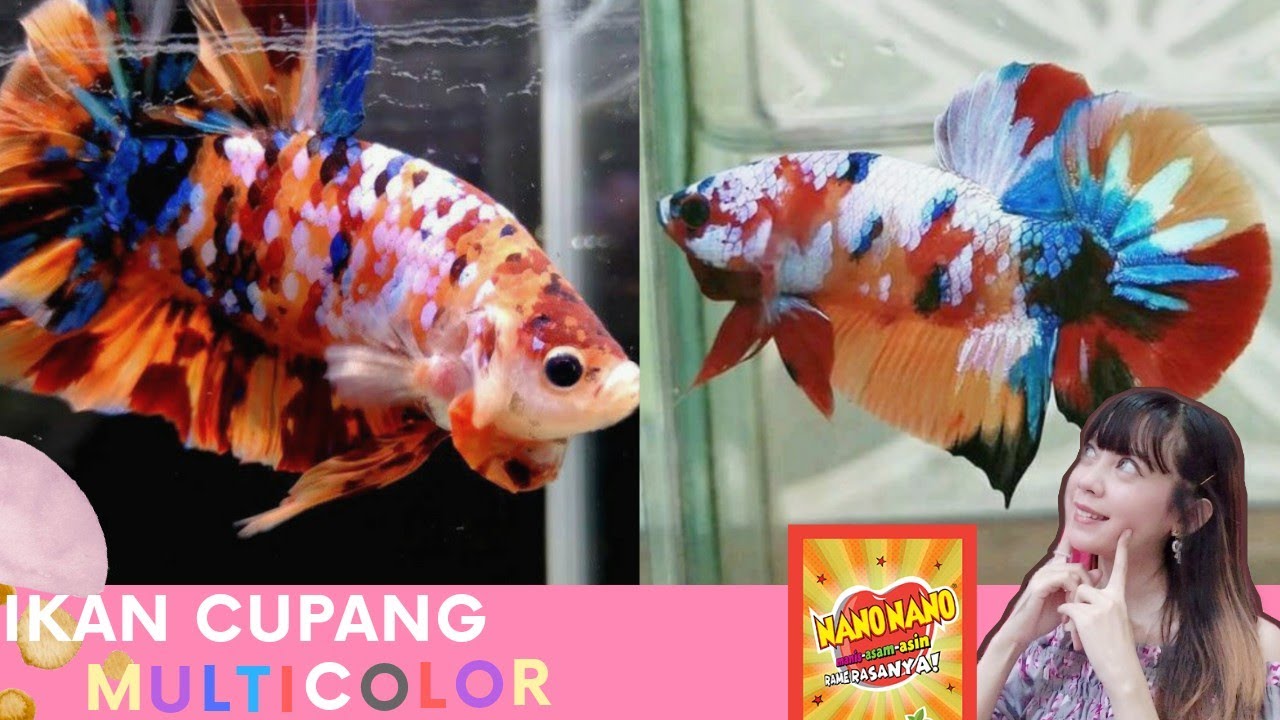 Detail Gambar Cupang Multicolor Nomer 45