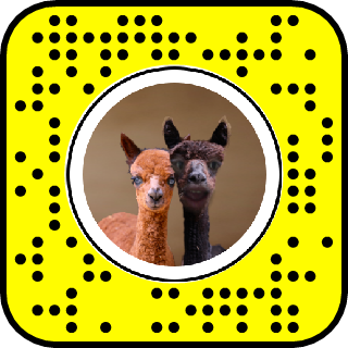 Detail Snapchat Alpaca Filter Nomer 2