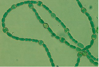 Gambar Cyanobacteria Anabaena Azollae - KibrisPDR