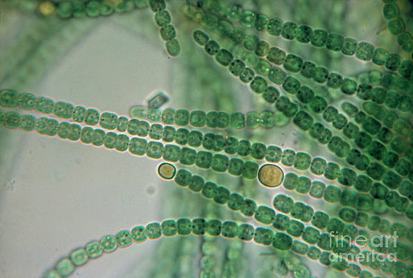 Detail Gambar Cyanobacteria Anabaena Azollae Nomer 17