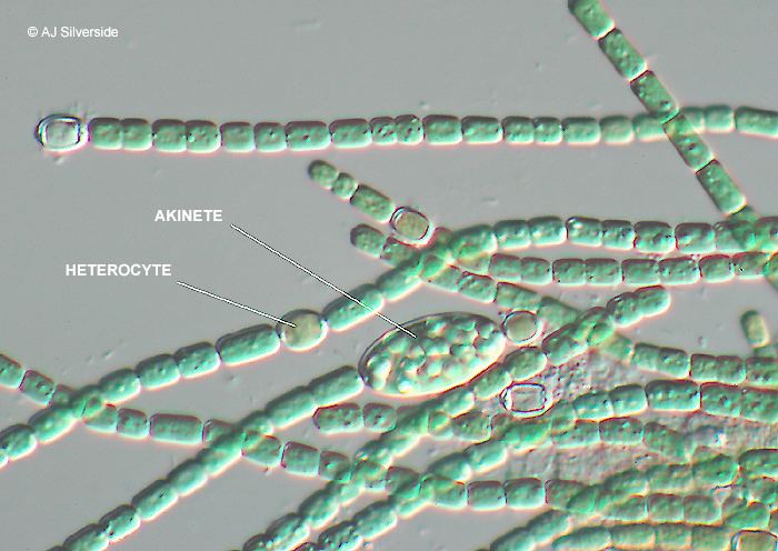 Detail Gambar Cyanobacteria Anabaena Azollae Nomer 22