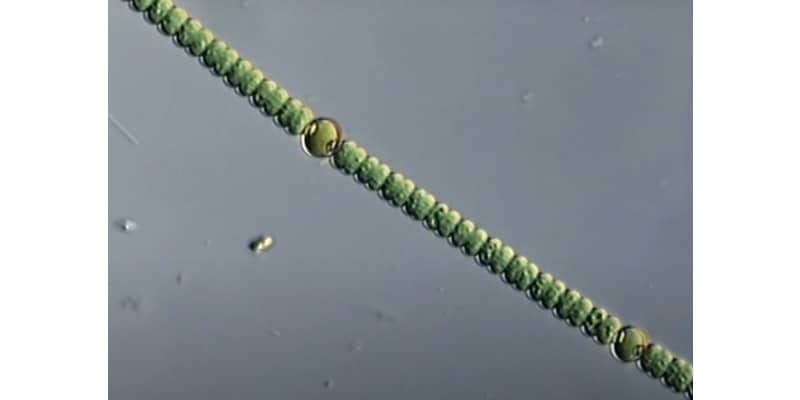 Detail Gambar Cyanobacteria Anabaena Azollae Nomer 27