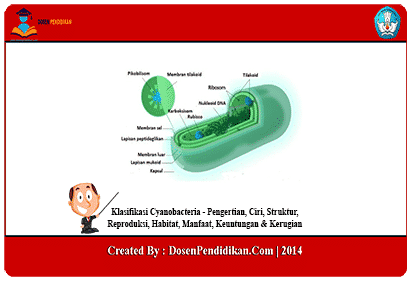 Detail Gambar Cyanobacteria Anabaena Azollae Nomer 28