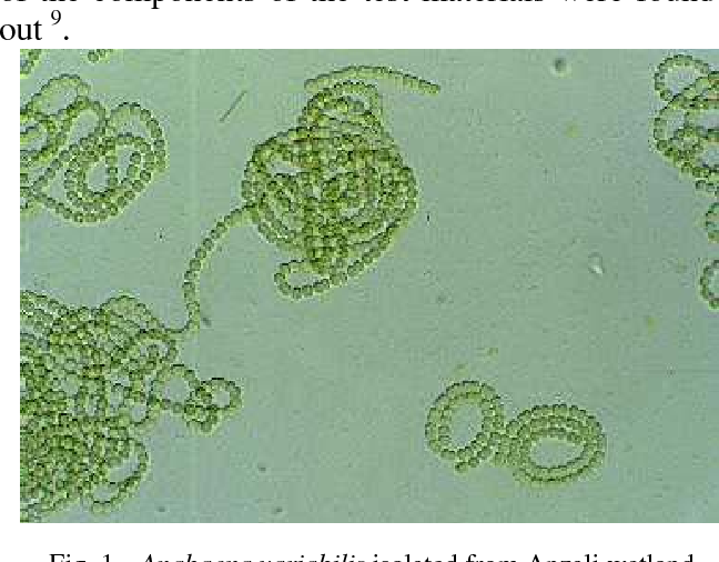 Detail Gambar Cyanobacteria Anabaena Azollae Nomer 31