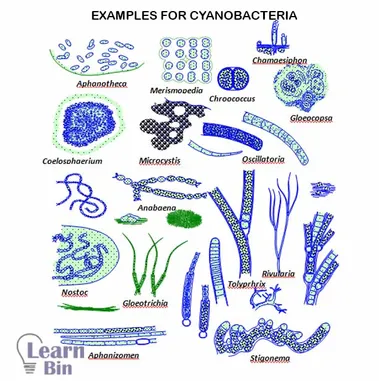 Detail Gambar Cyanobacteria Anabaena Azollae Nomer 38