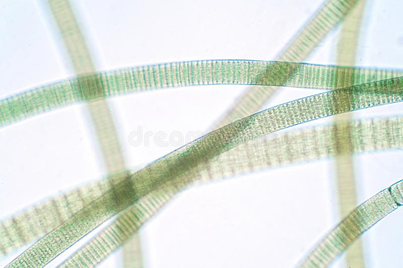 Detail Gambar Cyanobacteria Oscillatoria Nomer 9