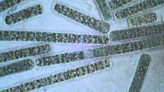 Detail Gambar Cyanobacteria Oscillatoria Nomer 11