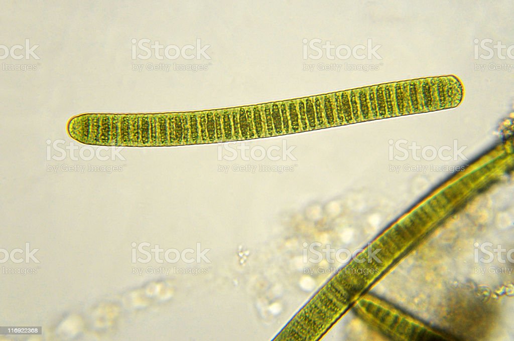 Detail Gambar Cyanobacteria Oscillatoria Nomer 3