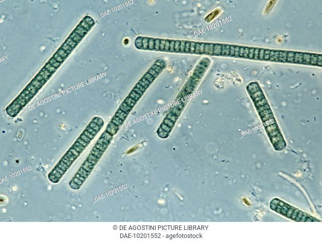 Detail Gambar Cyanobacteria Oscillatoria Nomer 17