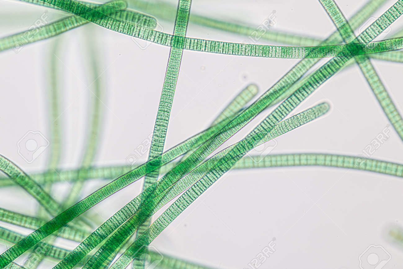 Detail Gambar Cyanobacteria Oscillatoria Nomer 25