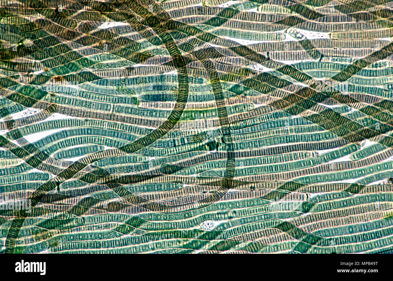 Detail Gambar Cyanobacteria Oscillatoria Nomer 29