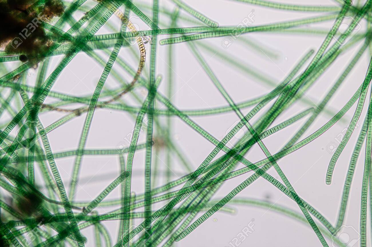 Detail Gambar Cyanobacteria Oscillatoria Nomer 30