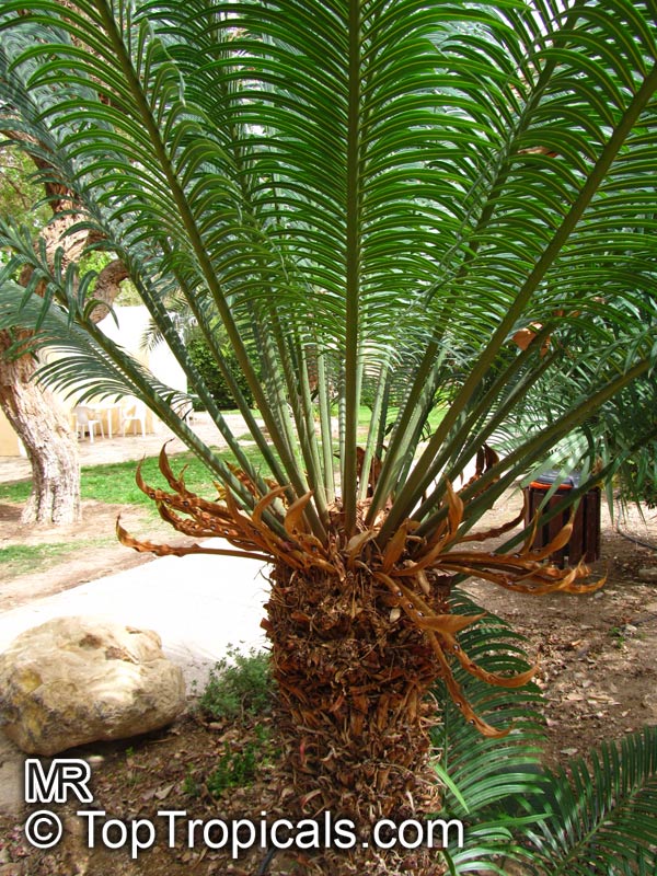 Detail Gambar Cycas Rumphii Nomer 10