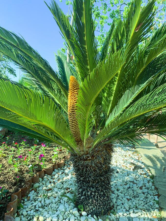 Detail Gambar Cycas Rumphii Nomer 21