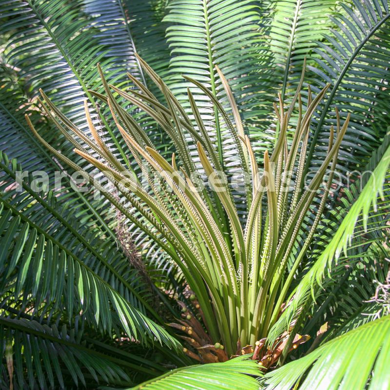 Detail Gambar Cycas Rumphii Nomer 27