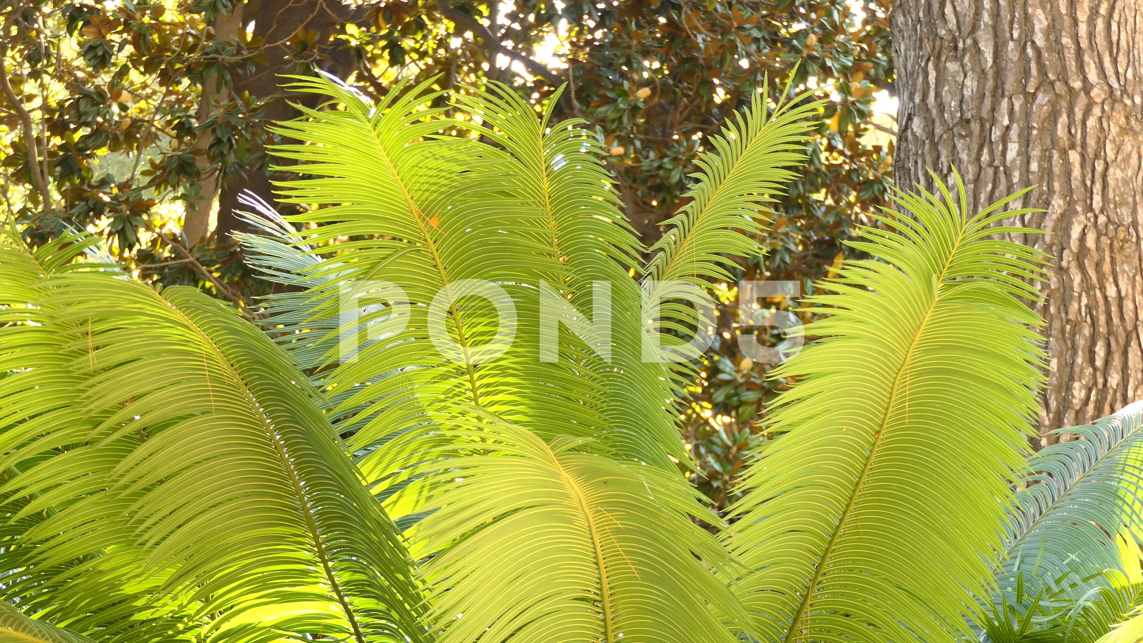 Detail Gambar Cycas Rumphii Nomer 34