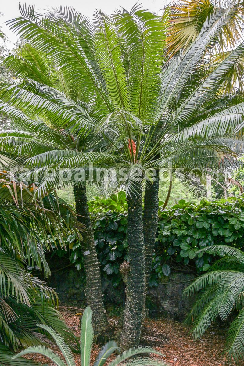 Detail Gambar Cycas Rumphii Nomer 5