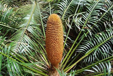 Detail Gambar Cycas Rumphii Nomer 44