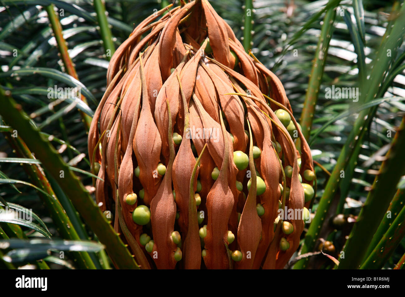 Detail Gambar Cycas Rumphii Nomer 48