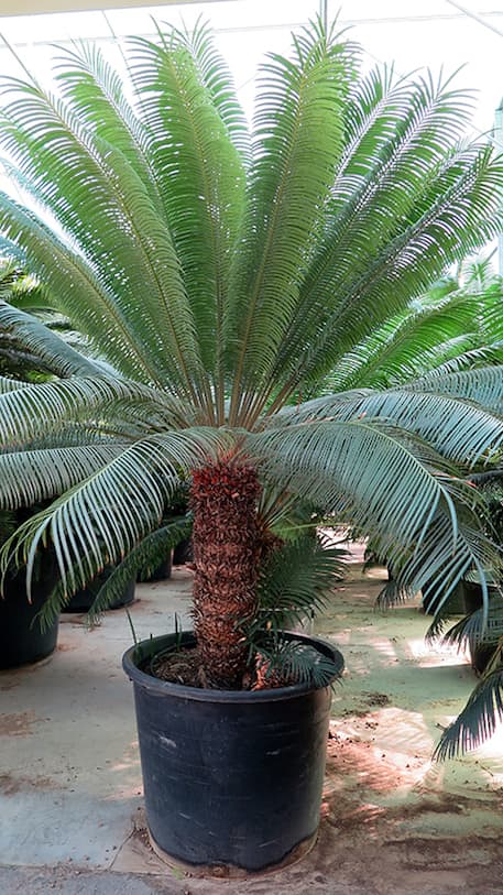 Detail Gambar Cycas Rumphii Nomer 6