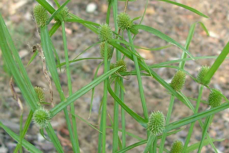 Detail Gambar Cyperus Brevifolius Nomer 2