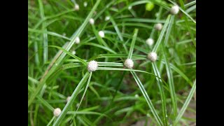 Detail Gambar Cyperus Brevifolius Nomer 20