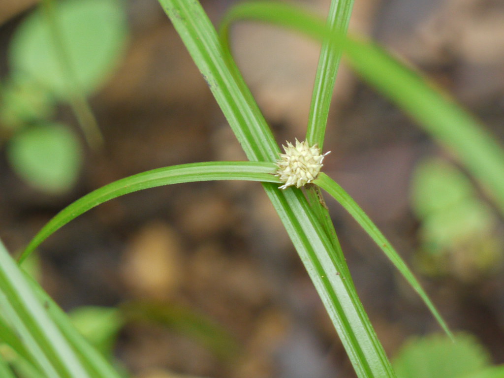 Detail Gambar Cyperus Brevifolius Nomer 27