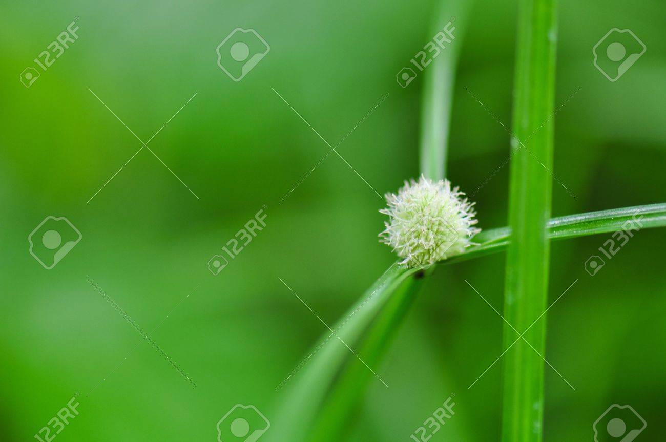 Detail Gambar Cyperus Brevifolius Nomer 50