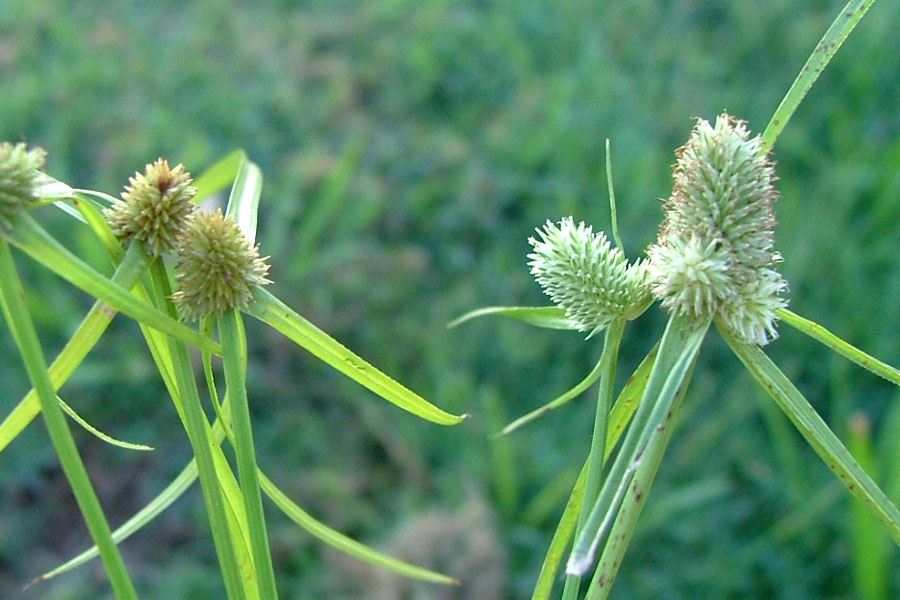 Detail Gambar Cyperus Brevifolius Nomer 7