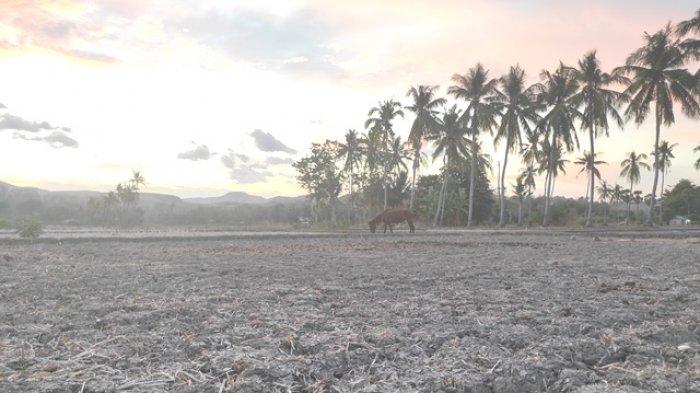 Detail Gambar Daerah Kering Kurang Air Di Ntt Nomer 57