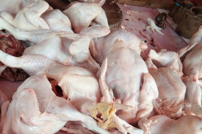 Detail Gambar Daging Ayam Segar Nomer 40