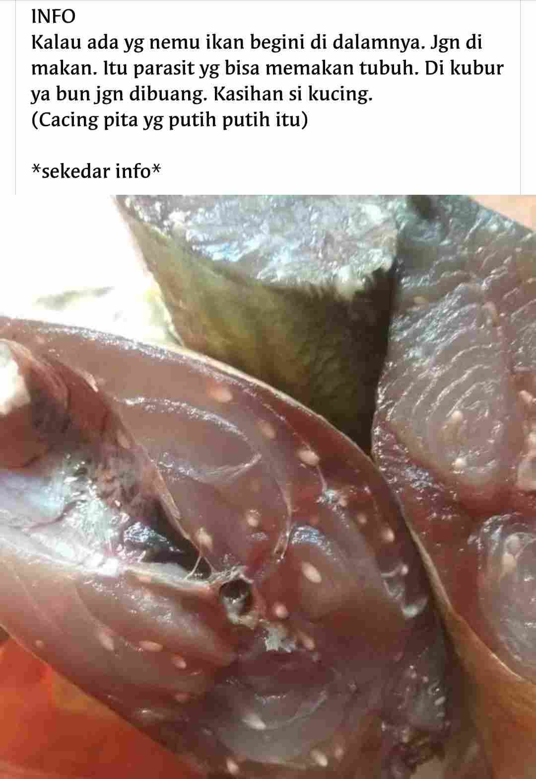 Detail Gambar Daging Ikan Nomer 51