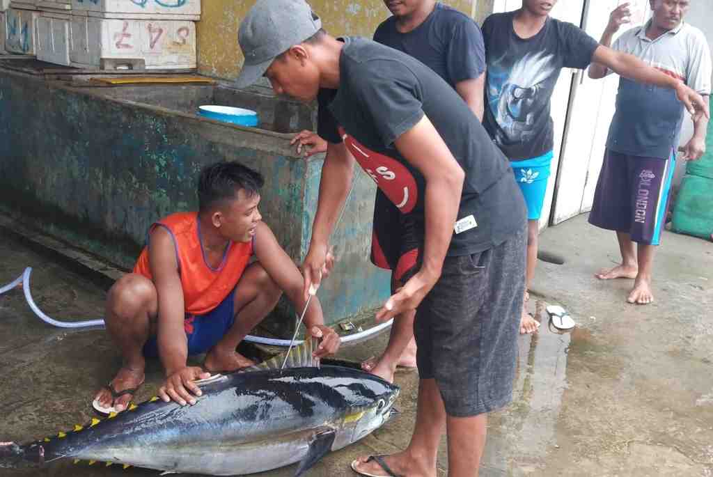 Detail Gambar Daging Ikan Tuna Nomer 44