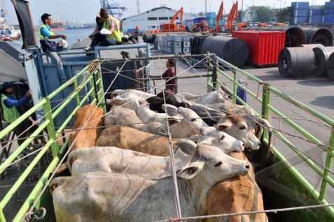 Detail Gambar Daging Sapi Yang Diimpor Ke Indonesia Nomer 25