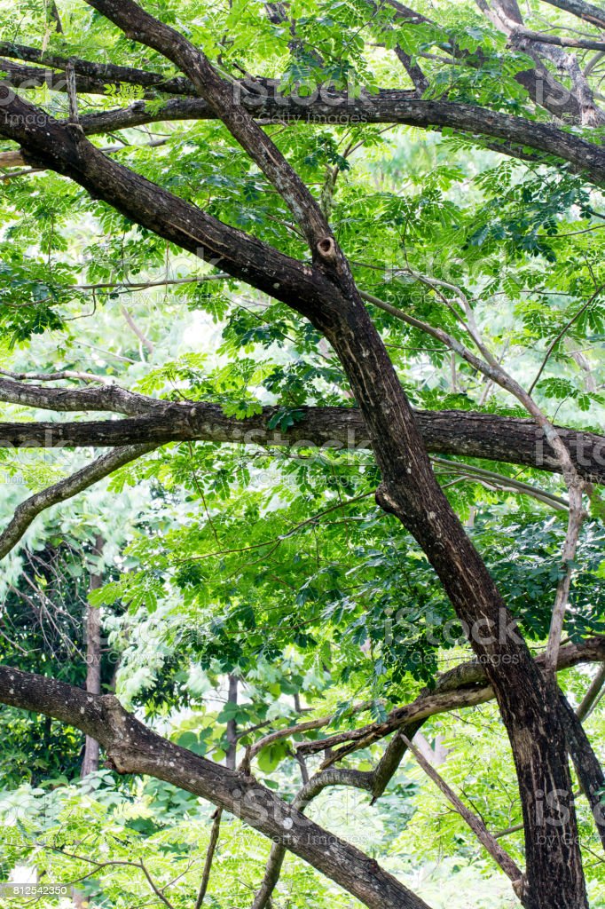 Detail Gambar Dahan Pohon Nomer 2